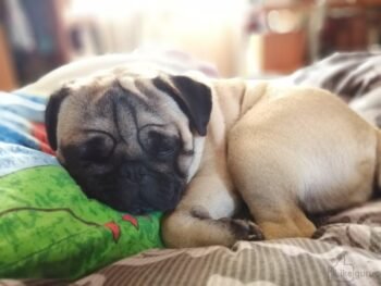 Фото с размытием заднего фона