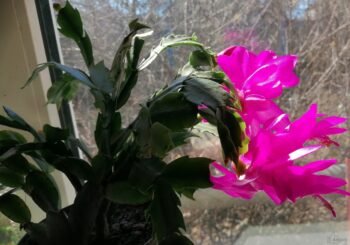 Примеры фото